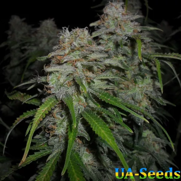Семена конопли Auto Power Plant Feminised by BullySeeds