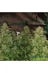Auto White Widow Feminised by BullySeeds