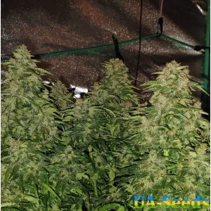 Auto White Widow Feminised by BullySeeds