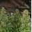 Auto White Widow Feminised by BullySeeds