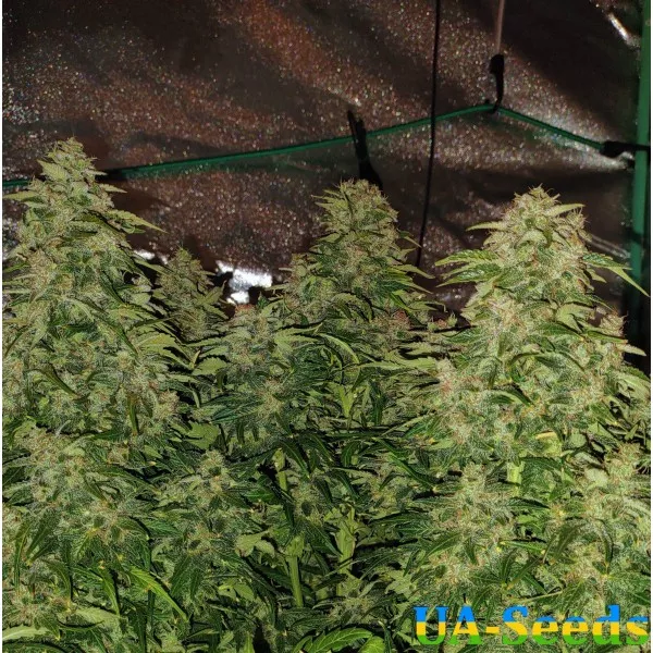 Насіння коноплі Auto White Widow Feminised by BullySeeds
