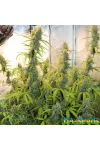 Auto Xtreme Feminised by BullySeeds