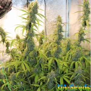 Auto Xtreme Feminised by BullySeeds