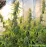 Auto Xtreme Feminised by BullySeeds