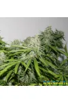 Beyond The Brain by BullySeeds Beyond The Brain by BullySeeds