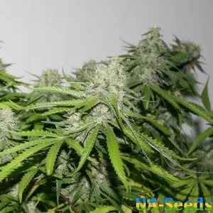 Beyond The Brain by BullySeeds