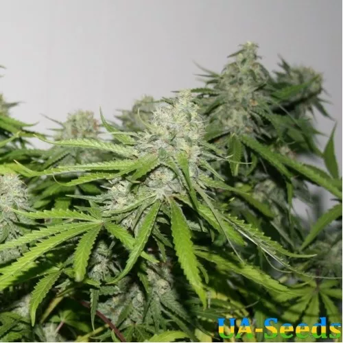 Beyond The Brain by BullySeeds