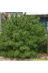 Bishkek Feminised BullySeeds
