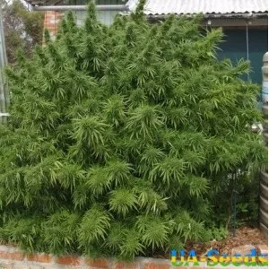 Bishkek Feminised BullySeeds