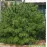 Bishkek Feminised BullySeeds