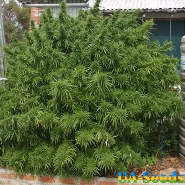 Семена конопли Bishkek Feminised BullySeeds