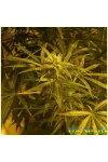 Brazil Amazonia by BullySeeds