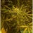 Brazil Amazonia by BullySeeds