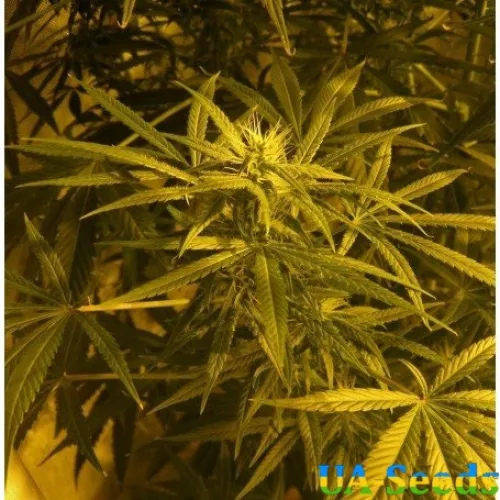 Brazil Amazonia by BullySeeds