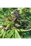 Chill Om Feminised by BullySeeds