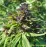Chill Om Feminised by BullySeeds