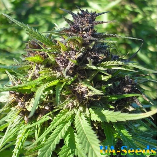 Насіння конопель Chill Om Feminised by BullySeeds