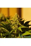 Ganesh by BullySeeds
