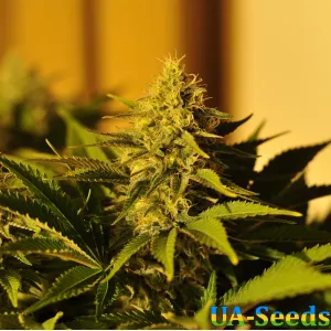 Ganesh by BullySeeds