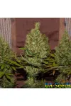 Kalichakra New Edition by BullySeeds