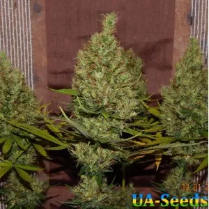 Kalichakra New Edition by BullySeeds