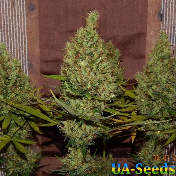 Насіння коноплі Kalichakra New Edition by BullySeeds