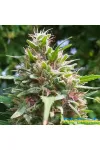 Ketama Feminised by BullySeeds