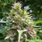 Ketama Feminised by BullySeeds