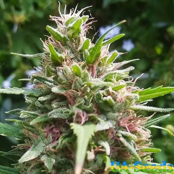 Семена конопли Ketama Feminised by BullySeeds