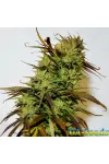 Krystalica Feminised by BullySeeds Krystalica Feminised by BullySeeds