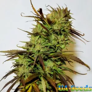 Krystalica Feminised by BullySeeds