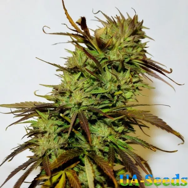 Насіння коноплі Krystalica Feminised by BullySeeds