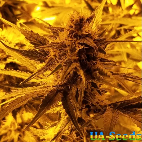 Насіння коноплі Mk Ultra by BullySeeds