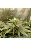 OG Kush Feminised by BullySeeds OG Kush Feminised by BullySeeds