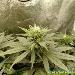 OG Kush Feminised by BullySeeds