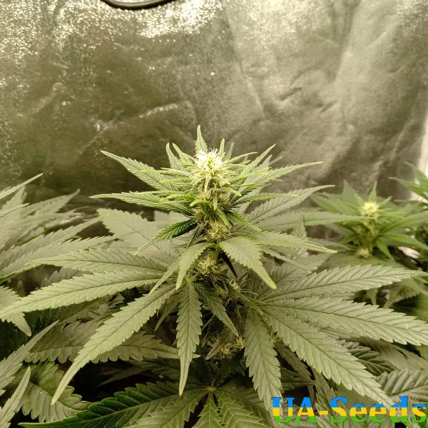 Семена конопли OG Kush Feminised by BullySeeds Семена конопли OG Kush Feminised by BullySeeds