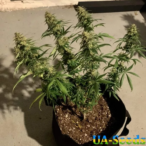 Насіння коноплі Pakistan Valley Feminised by BullySeeds