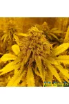 Pineapple Chunk Feminised by BullySeeds Pineapple Chunk Feminised by BullySeeds