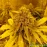 Pineapple Chunk Feminised by BullySeeds