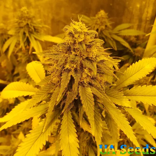 Pineapple Chunk Feminised by BullySeeds