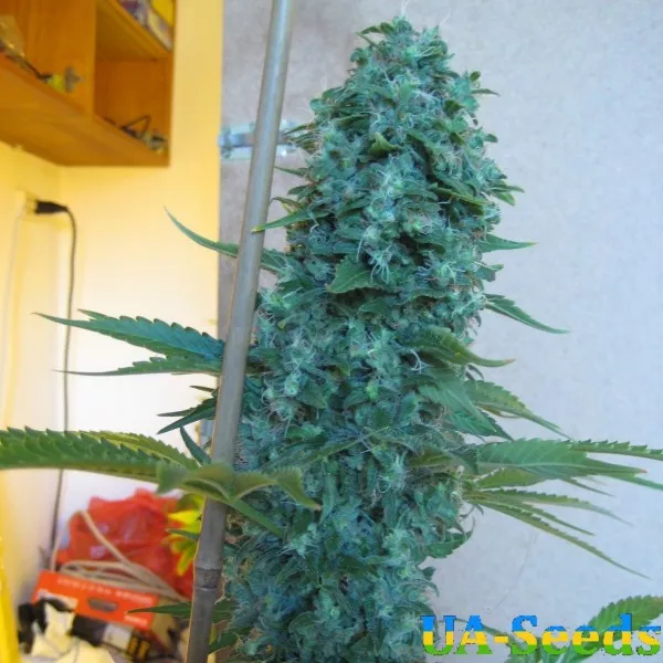 Семена конопли Point Of No Return Feminised by BullySeeds