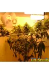 Sadhu Feminised by BullySeeds