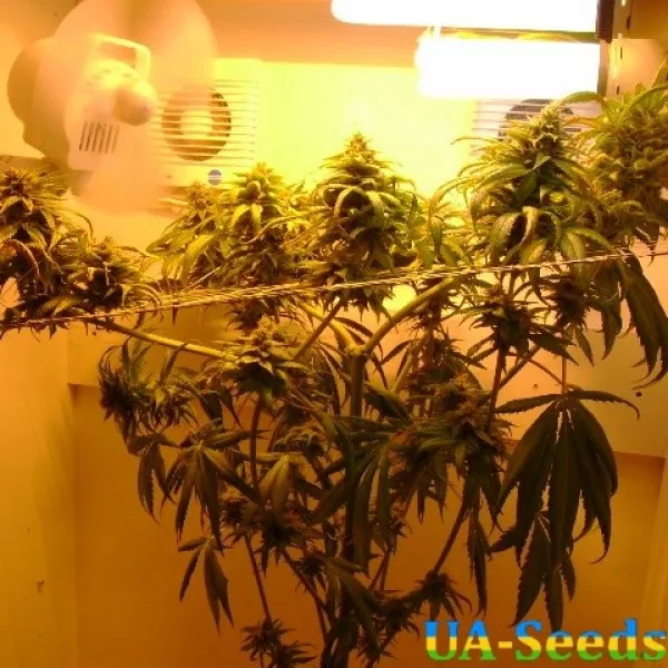 Семена конопли Sadhu Feminised by BullySeeds