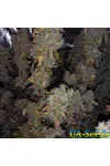 Satori Feminised by BullySeeds