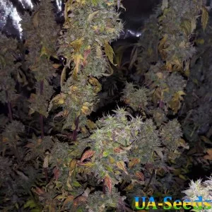 Satori Feminised by BullySeeds