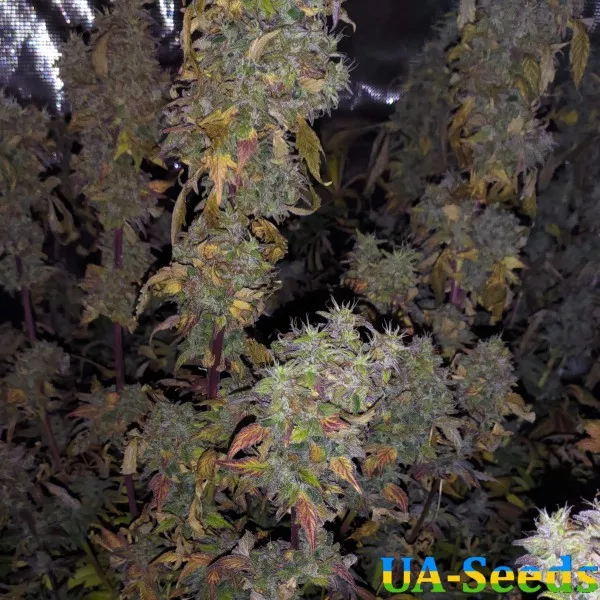 Насіння конопель Satori Feminised by BullySeeds