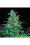 South African Kwazulu Feminised by BullySeeds