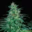 South African Kwazulu Feminised by BullySeeds