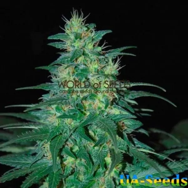 Семена конопли South African Kwazulu Feminised by BullySeeds