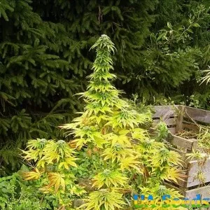 Speed Queen Feminised by BullySeeds